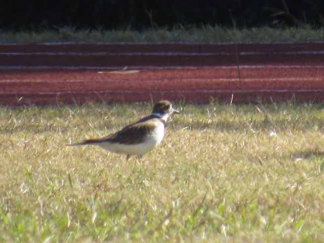 Killdeer