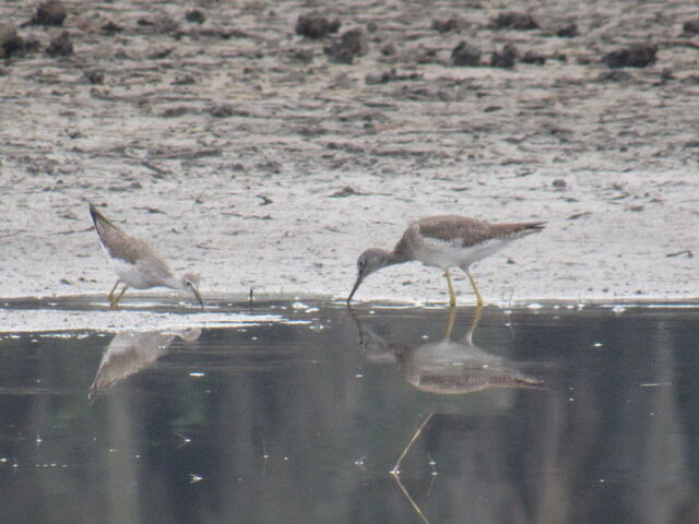 Lesser Yellowlegs