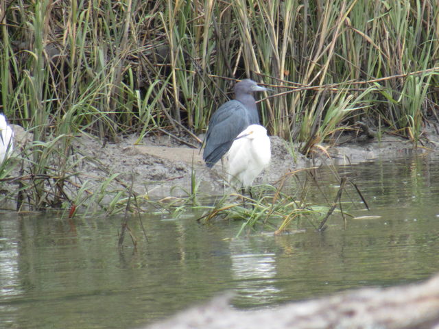 Little Blue Heron