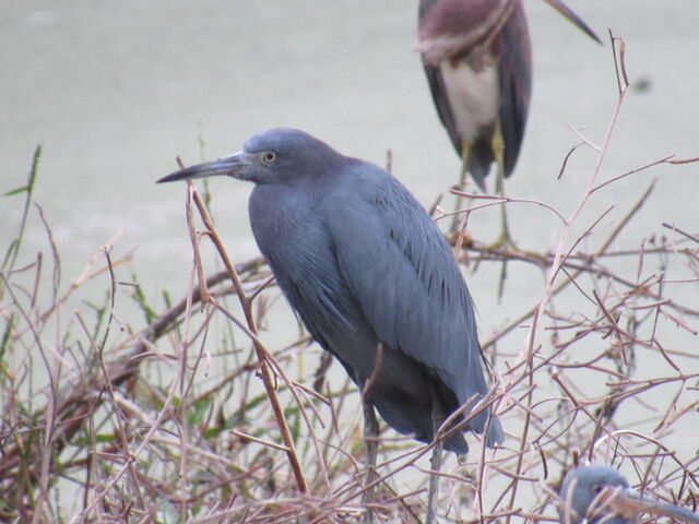 Little Blue Heron