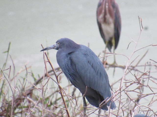 Little Blue Heron