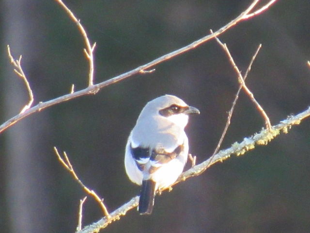 Loggerhead Shrike
