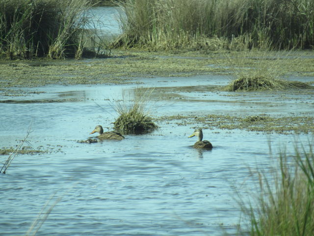 Mallard