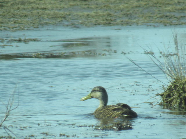Mallard