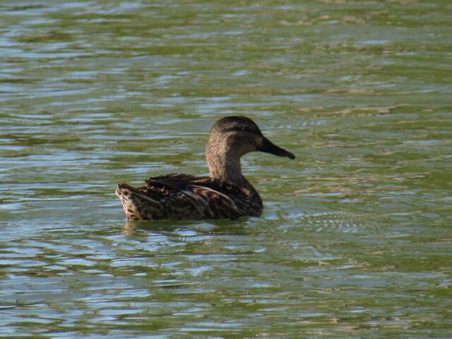 Mallard