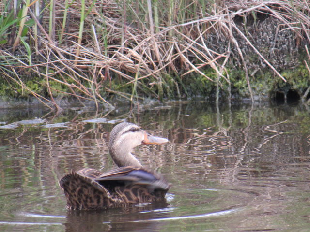 Mallard