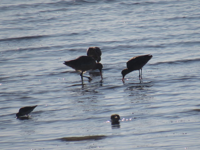 Marbled Godwit