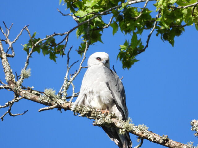 Mississippi Kite