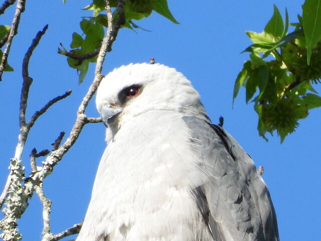 Mississippi Kite