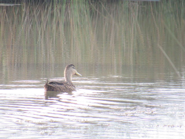 Mottled Duck