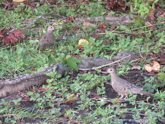 Mourning Dove