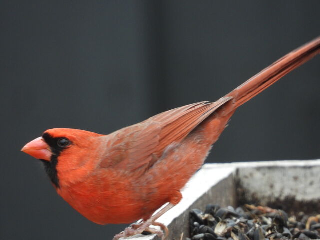 Northern Cardinal