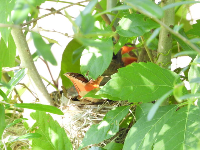 Northern Cardinal