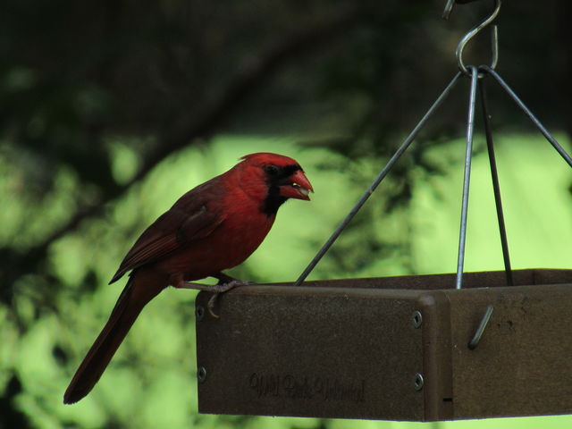 Northern Cardinal