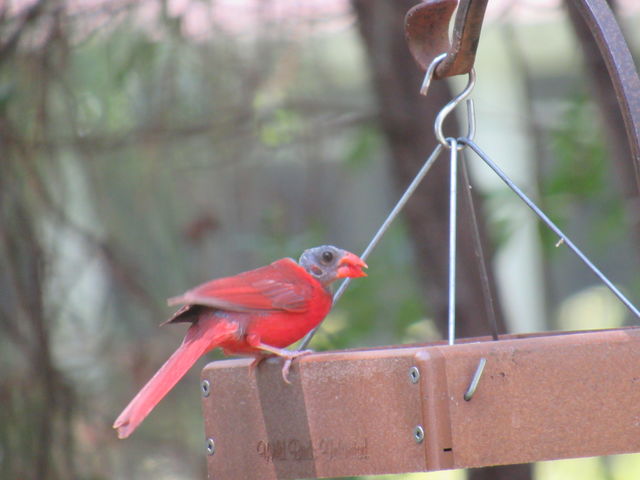 Northern Cardinal