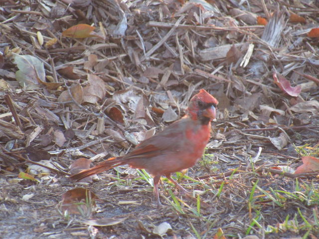 Northern Cardinal