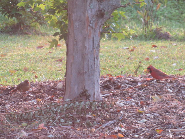 Northern Cardinal