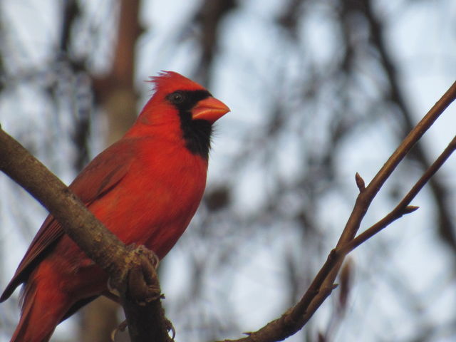 Northern Cardinal