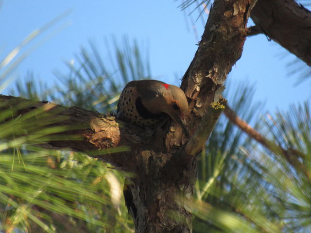 Northern Flicker