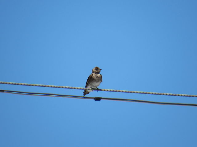 Northern Rough-winged Swallow