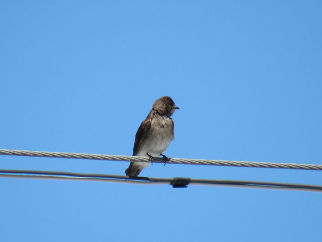 Northern Rough-winged Swallow