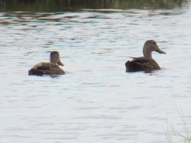 Northern Shoveler