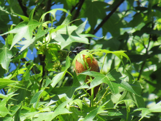 Orchard Oriole
