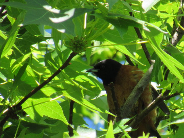 Orchard Oriole