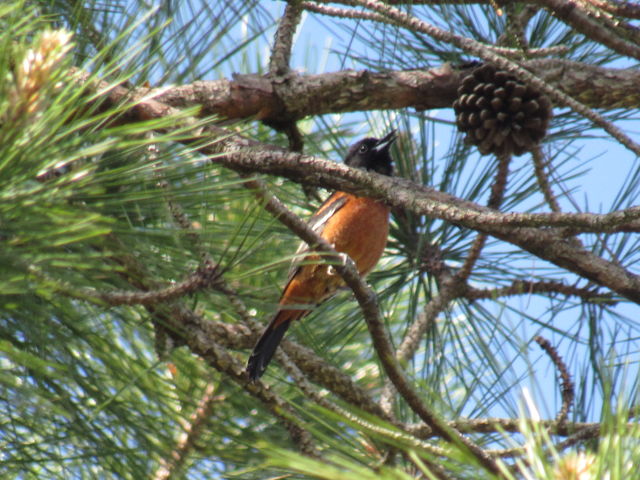 Orchard Oriole