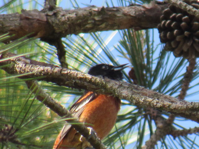 Orchard Oriole