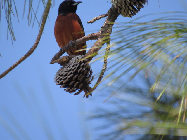 Orchard Oriole