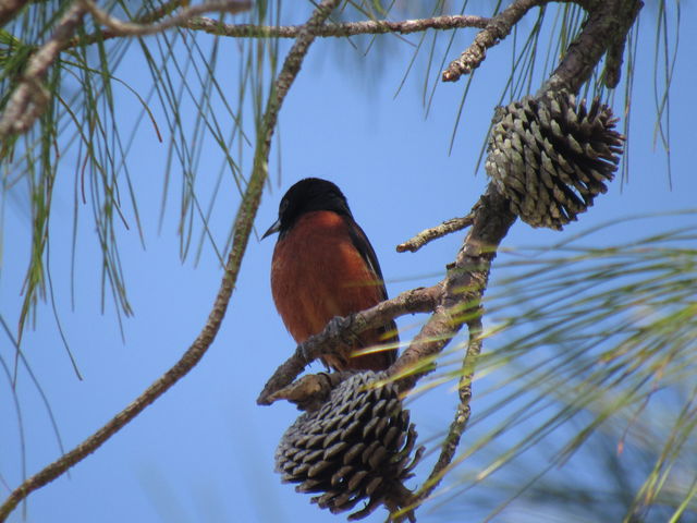 Orchard Oriole