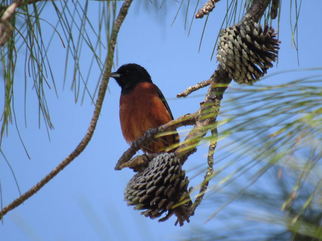 Orchard Oriole
