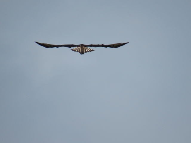 Osprey