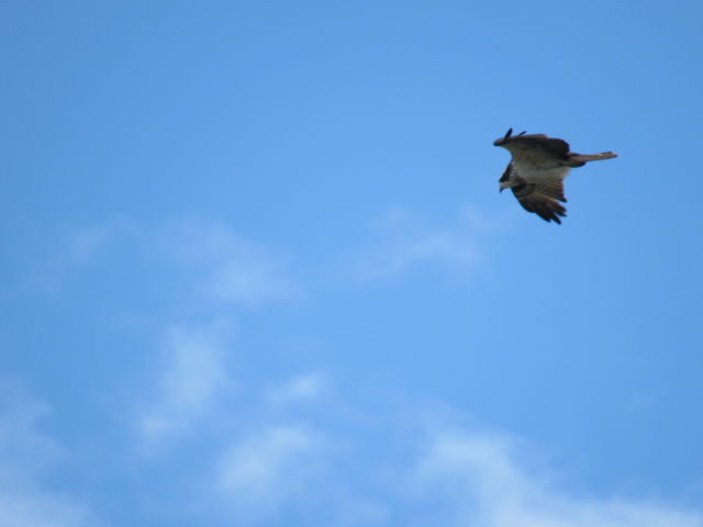 Osprey