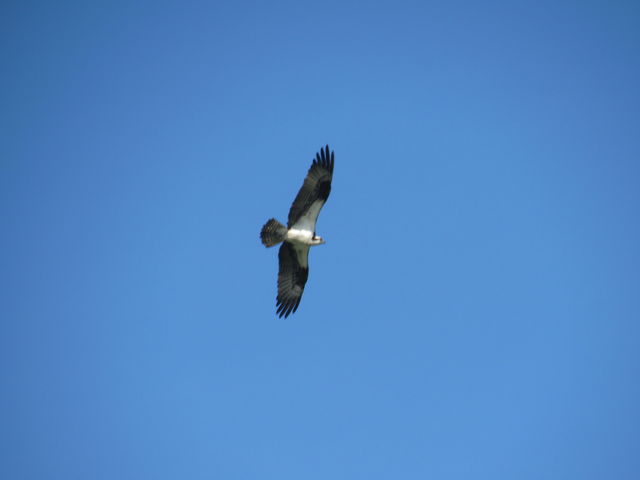 Osprey