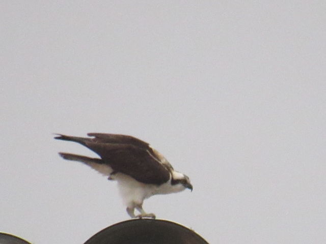 Osprey