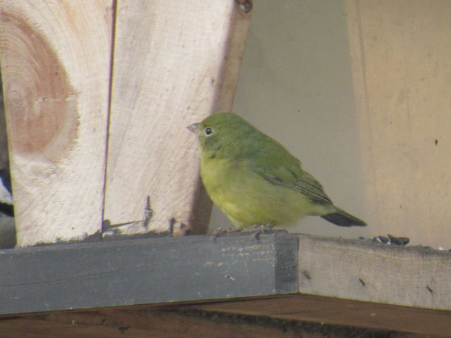 Painted Bunting