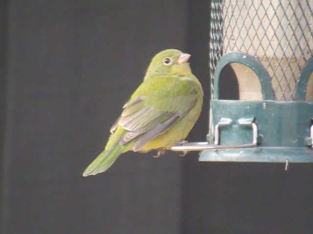 Painted Bunting