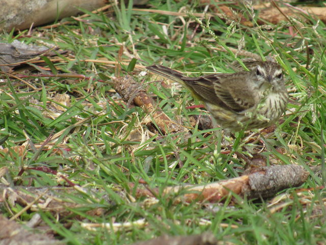 Palm Warbler