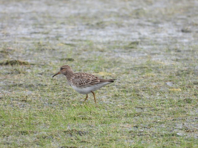 Pectoral Sandpiper