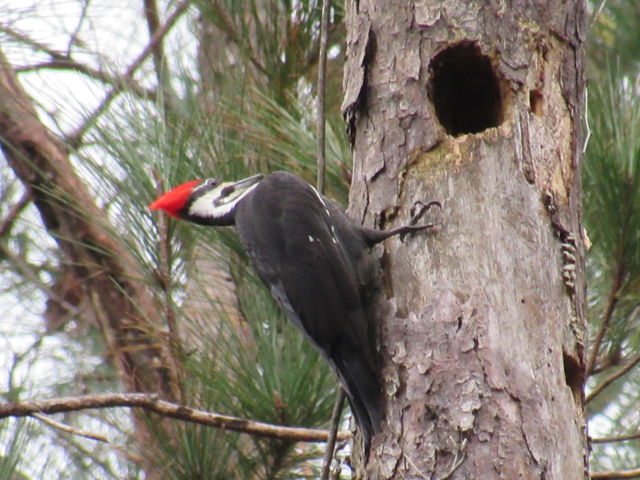 Pileated Woodpecker