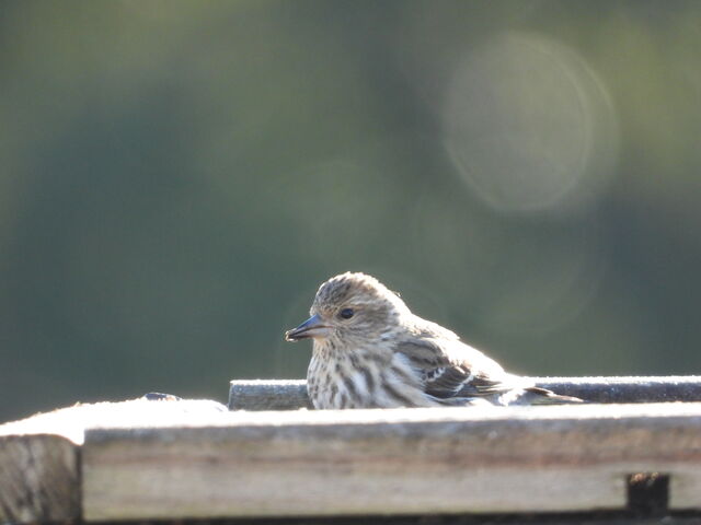 Pine Siskin
