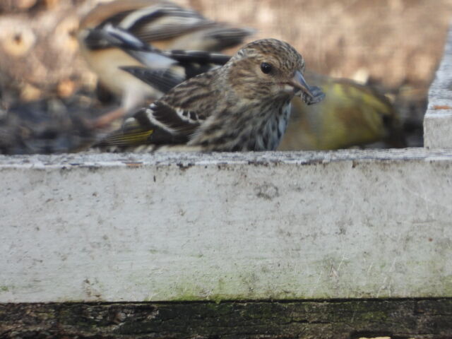 Pine Siskin