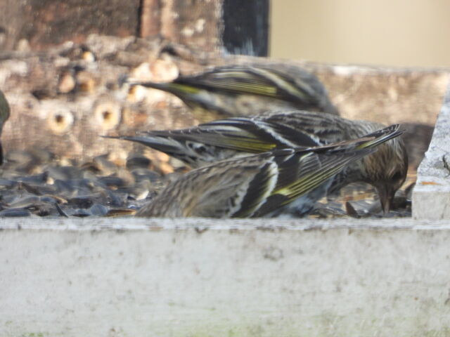 Pine Siskin