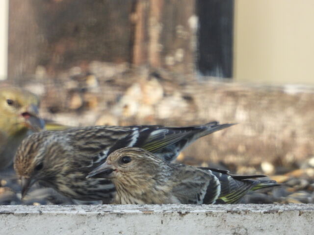 Pine Siskin