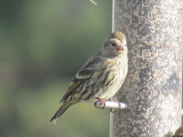 pine siskin pine siskin