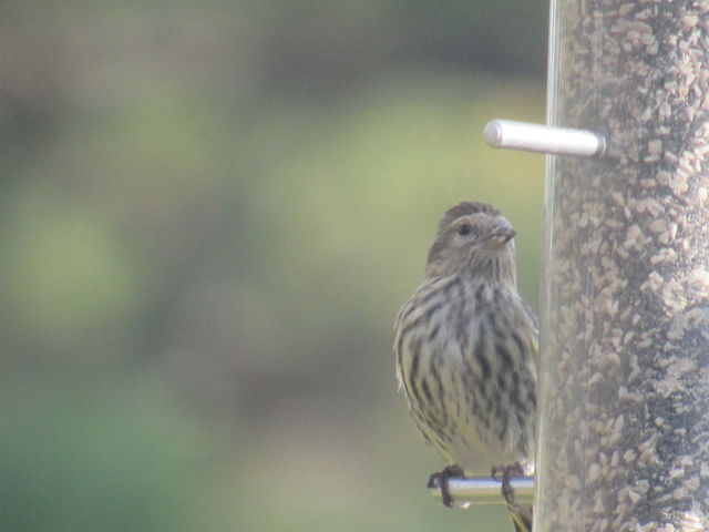 Pine Siskin