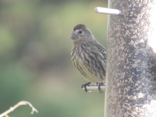 Pine Siskin