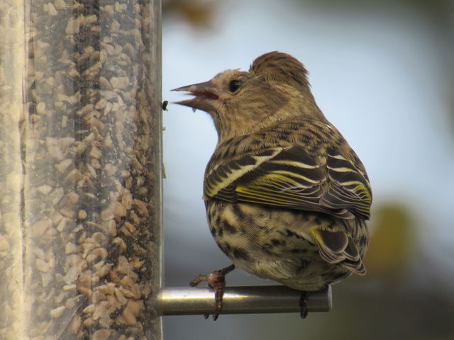Pine Siskin